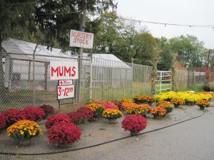 Colorful mums, perfect for the Fall.